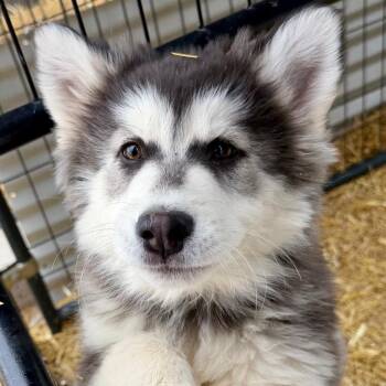 Husky Dogs Available for Adoption - Slushie | PetCurious