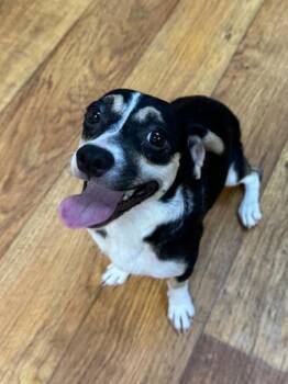 Buttons -  Mixed Breed Dog for Adoption in Ocala, Florida - Buttons | PetCurious