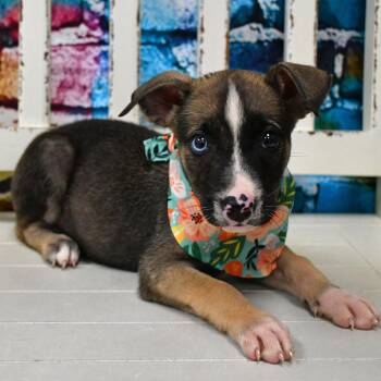 Royal -  Husky Dog for Adoption in Beaumont, Texas - Royal | PetCurious