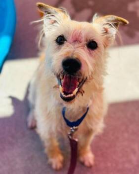 Buddy Magic -  Mixed Breed Dog for Adoption in West Chester, Pennsylvania - Buddy Magic | PetCurious