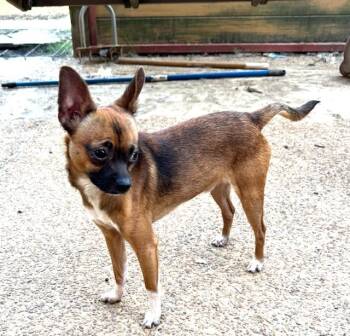 Rescue Chihuahua Dogs for Adoption in Horn Lake, Mississippi - Furry Lee Lewis | PetCurious