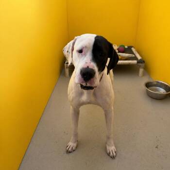 Pit Bull Terrier Dogs Available for Adoption in Redwood Falls, Minnesota - Rosie | PetCurious