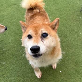 Dandilion 4023 -  Shiba Inu Dog for Adoption in Loxahatchee Groves, Florida - Dandilion 4023 | PetCurious