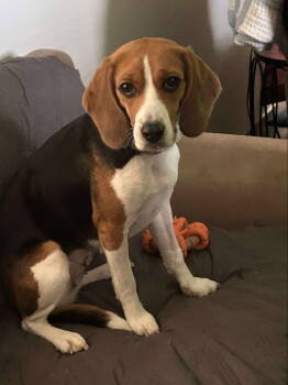 Rescue Beagle Dogs for Adoption in Fairfax, Virginia - Cassie *Adopt Or Foster* | PetCurious