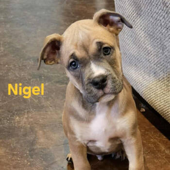Rescue Mixed Breed Dogs for Adoption in Huntsville, Arkansas - Nigel | PetCurious