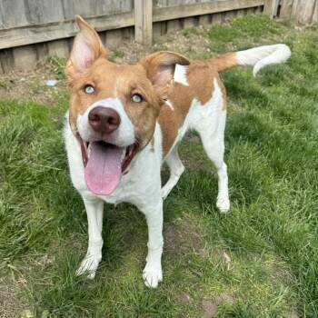 Basenji Dogs Available for Adoption in Indianapolis, Indiana - Milo | PetCurious