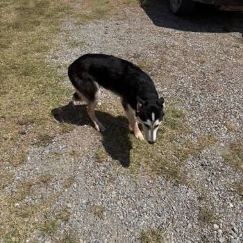 Kiwi -  Husky Dog for Adoption in Asher, Oklahoma - Kiwi | PetCurious