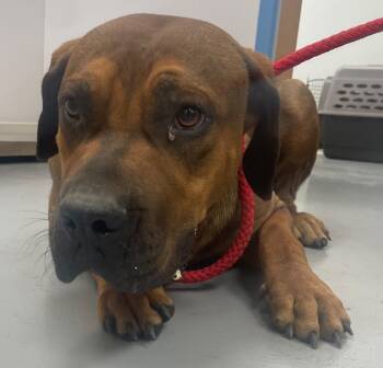 Rescue Hound and Labrador Retriever Dogs for Adoption in Hartsville, South Carolina - 25-1620 | PetCurious