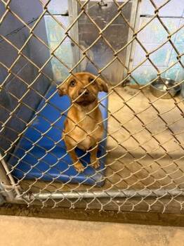 Mixed Breed Dogs Available for Adoption in Covington, Louisiana - SisterRosettaThorpe | PetCurious