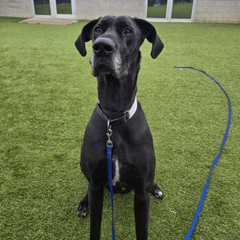 Rescue Great Dane Dogs for Adoption in Oakville, Ontario - Mira | PetCurious