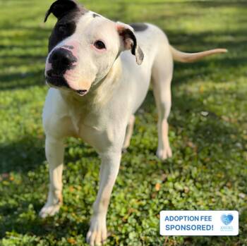 Pretzel -  Pit Bull Terrier Dog for Adoption in Naperville, Illinois - Pretzel | PetCurious