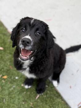 Golden Retriever and Saint Bernard Dogs Available for Adoption in Cypress, California - Mavis | PetCurious