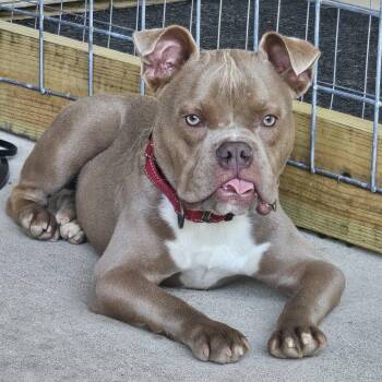 Griswald -  Bulldog Dog for Adoption in Grafton, Ohio - Griswald | PetCurious