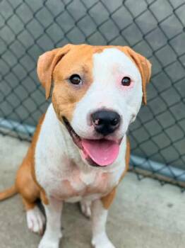 Francella -  Pit Bull Terrier Dog for Adoption in Chicago, Illinois - Francella | PetCurious