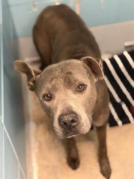 A2082741 -  Staffordshire Bull Terrier and Mixed Breed Dog for Adoption in Houston, Texas - A2082741 | PetCurious