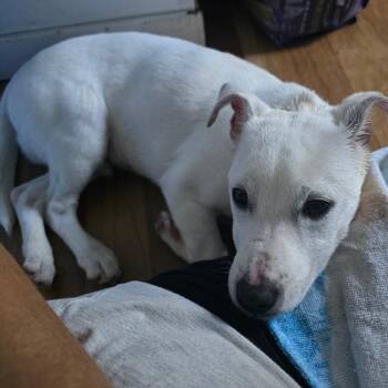Oliver -  Terrier Dog Available for Adoption in Cartersville, Georgia - Oliver | PetCurious