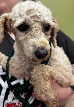Trixie -  Poodle Dog for Adoption in Auburn, Indiana - Trixie | PetCurious