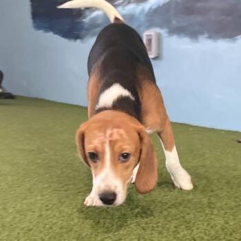 YIF6 8881 aka Squirt -  Beagle Dog for Adoption in Loxahatchee Groves, Florida - YIF6 8881 Aka Squirt | PetCurious