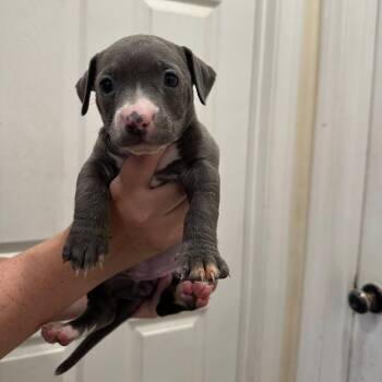 Pit Bull Terrier and Dachshund Dogs Available for Adoption in Agua Dulce, California - Dolphin | PetCurious