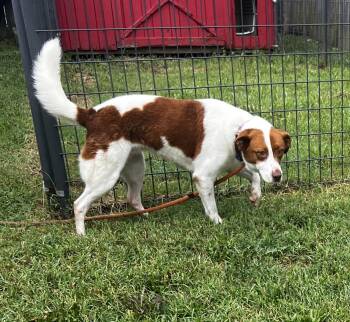 Karoline -  Beagle and Labrador Retriever Dog for Adoption in Lexington, Kentucky - Karoline | PetCurious