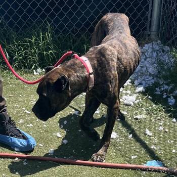 ShugAvery (fka Whippany) -  Presa Canario Dog for Adoption in Manchester, Pennsylvania - ShugAvery (fka Whippany) | PetCurious