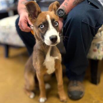 Shepherd Dogs Available for Adoption - Foxtrot - 031304U | PetCurious