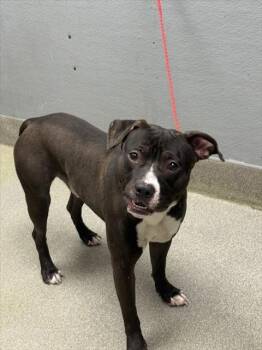 Rescue Pit Bull Terrier and Mixed Breed Dogs for Adoption in Las Vegas, Nevada - GOLIATH | PetCurious