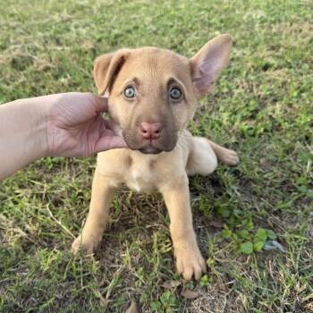Sheba -  Shepherd and Anatolian Shepherd Dog for Adoption in Harlingen, Texas - Sheba | PetCurious