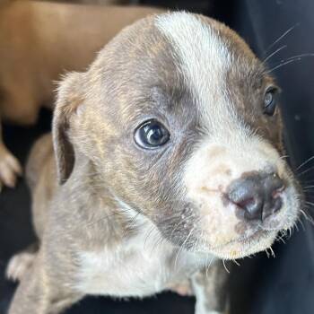 Pit Bull Terrier Dogs Available for Adoption in Birmingham, Alabama - Augusto | PetCurious