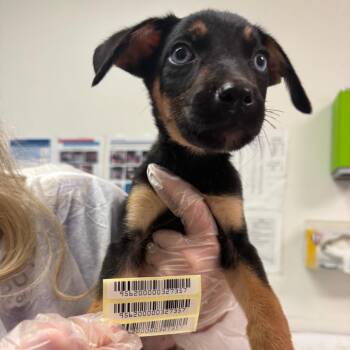 Daphnie -  Mixed Breed Dog for Adoption in Charleston, West Virginia - Daphnie | PetCurious