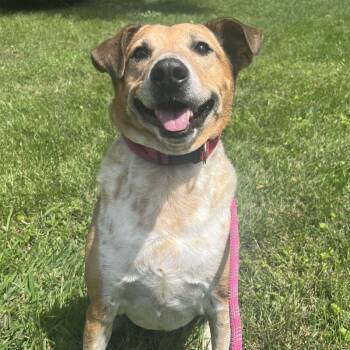 Rescue Australian Cattle Dog Blue Heeler and Mixed Breed Dogs for Adoption in Roanoke, Virginia - Cooper | PetCurious