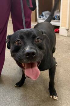 Gilderoy Lockhart -  Pit Bull Terrier and Mixed Breed Dog for Adoption in Honolulu, Hawaii - Gilderoy Lockhart | PetCurious