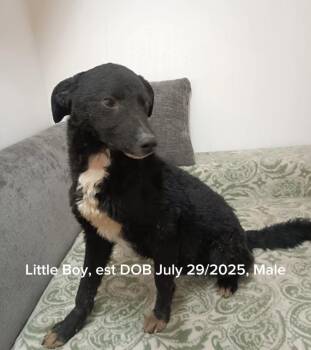 Rescue Black Labrador Retriever and Mixed Breed Dogs for Adoption in Shrewsbury, Massachusetts - Little Boy | PetCurious