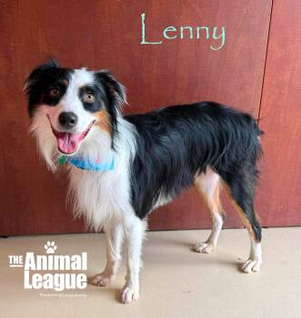 Lenny -  Australian Shepherd Dog for Adoption in Groveland, Florida - Lenny | PetCurious