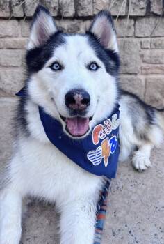 Rescue Siberian Husky Dogs for Adoption in Pflugerville, Texas - Morgan | PetCurious