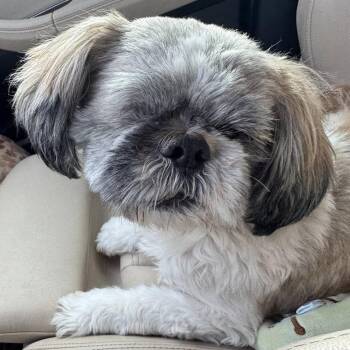 Shih Tzu Dogs Available for Adoption in Plano, Texas - Gilbert Savor | PetCurious