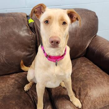 Chloe -  Yellow Labrador Retriever Dog for Adoption in Marshfield, Wisconsin - Chloe | PetCurious