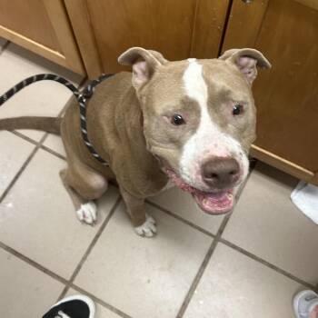 Diesel -  Pit Bull Terrier Dog for Adoption in Starkville, Mississippi - Diesel | PetCurious