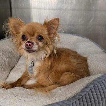 Nova -  Chihuahua Dog for Adoption in Waldorf, Maryland - Nova | PetCurious