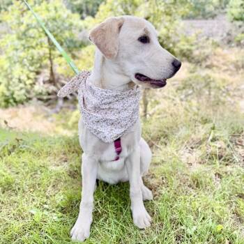 Star -  Yellow Labrador Retriever Dog for Adoption in East Hampton, New York - Star | PetCurious