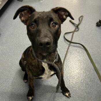 Serena -  Mixed Breed Dog for Adoption in Saint Joseph, Missouri - Serena | PetCurious