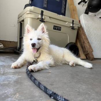 Summer -  Husky and Mixed Breed Dog for Adoption in Rock Hill, South Carolina - Summer | PetCurious