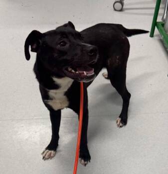 Mary Kate -  Terrier Dog for Adoption in Aurora, Illinois - Mary Kate | PetCurious