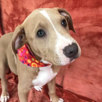 Reba -  Boxer and Pit Bull Terrier Dog for Adoption in Smithville, Tennessee - Reba | PetCurious