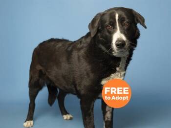Australian Shepherd and Mixed Breed Dogs Available for Adoption - PHOEBE | PetCurious