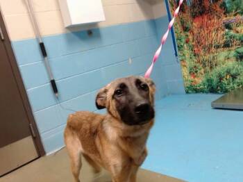 A554058 -  Belgian Shepherd Malinois and Mixed Breed Dog for Adoption in Moreno Valley, California - A554058 | PetCurious