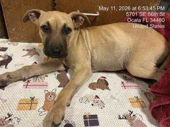 Pit Bull Terrier and Mixed Breed Dogs Available for Adoption in Ocala, Florida - ROSE | PetCurious