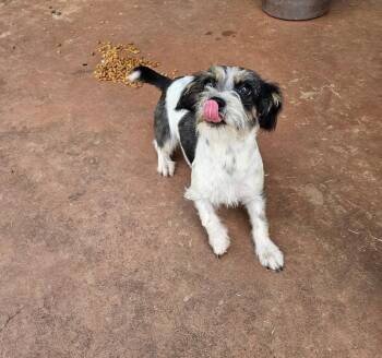 SPONSOR OR FOSTER ME - Darcy -  Terrier Dog for Adoption in Grafton, Wisconsin - SPONSOR OR FOSTER ME - Darcy | PetCurious
