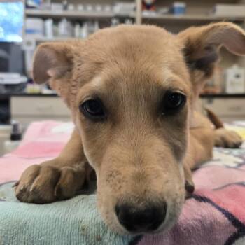 Keroppi -  Belgian Shepherd Malinois and Mixed Breed Dog for Adoption in Flagstaff, Arizona - Keroppi | PetCurious