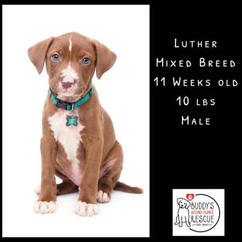 Mixed Breed Dogs Available for Adoption - Luther | PetCurious